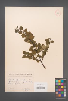 Cotoneaster integerrima [KOR 1617]