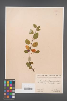 Cotoneaster integerrima [KOR 55036]