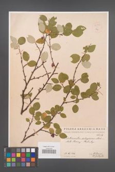 Cotoneaster integerrima [KOR 55037]