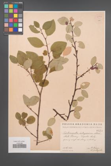 Cotoneaster integerrima [KOR 55048]