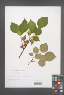 Prunus armeniaca [KOR 54937]
