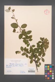 Cotoneaster integerrima [KOR 55060]