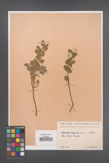 Cotoneaster integerrima [KOR 1375]