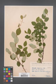 Cotoneaster integerrima [KOR 1403]