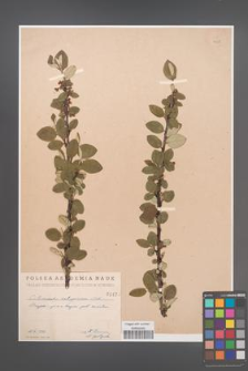 Cotoneaster integerrima [KOR 1428]