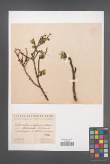 Cotoneaster integerrima [KOR 55116]