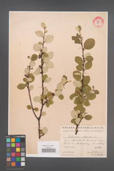 Cotoneaster integerrima [KOR 55123]