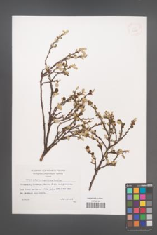 Cotoneaster integerrimus [KOR 32646]