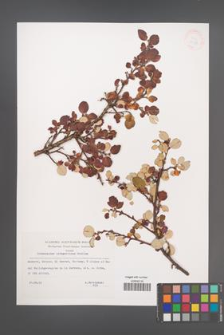 Cotoneaster integerrimus [KOR 33138]