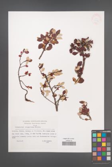 Cotoneaster integerrimus [KOR 33170]