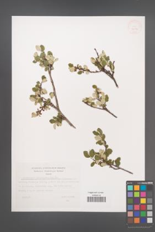 Cotoneaster integerrimus [KOR 32836]