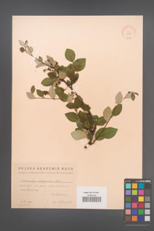 Cotoneaster integerrimus [KOR 13088]