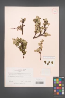 Cotoneaster integerrimus [KOR 13129]