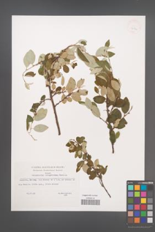 Cotoneaster integerrimus [KOR 32746]