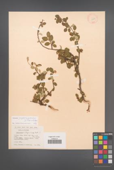 Cotoneaster integerrimus [KOR 13128]