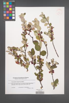 Cotoneaster integerrimus [KOR 43340]