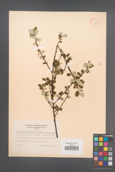 Cotoneaster integerrimus [KOR 13084]