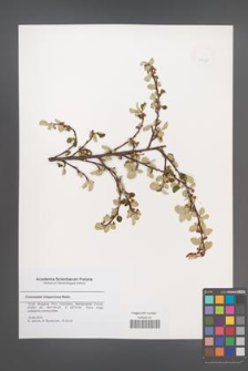 Cotoneaster integerrimus [KOR 47898]