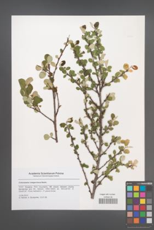 Cotoneaster integerrimus [KOR 47887]