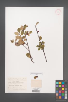 Cotoneaster integerrimus [KOR 32050]