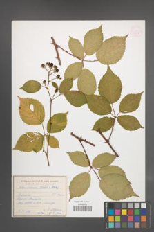 Rubus ambrosius [KOR 54948]