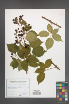 Rubus ambrosius [KOR 54942]