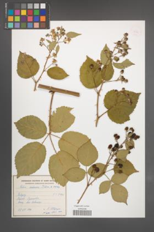 Rubus ambrosius [KOR 54939]