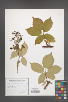 Rubus macromontanus [KOR 54953]