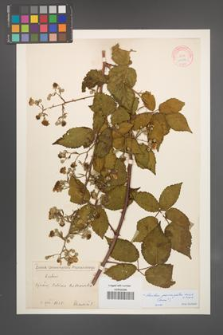 Rubus pericrispatus [KOR 11087]