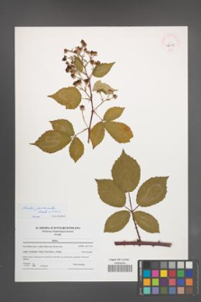 Rubus pericrispatus [KOR 46189]