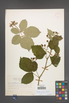 Rubus praecox [KOR 24905]