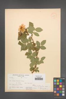 Rosa canina [KOR 17906]