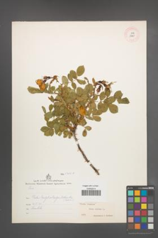 Rosa canina [KOR 17623]