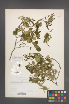 Rosa canina [KOR 17838]