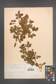 Rosa canina [KOR 17855]