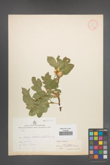 Rosa canina [KOR 17914]