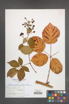 Rubus ambrosius [KOR 54918]