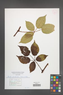 Rubus ambrosius [KOR 54921]