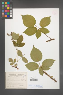 Rubus ambrosius [KOR 54925]