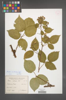 Rubus ambrosius [KOR 54927]