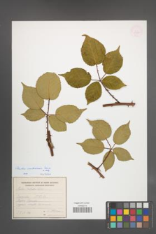 Rubus ambrosius [KOR 54929]
