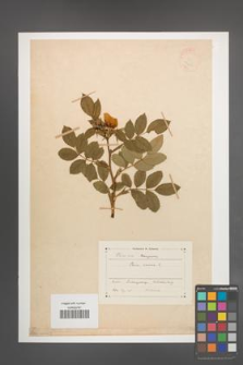 Rosa canina [KOR 17661]