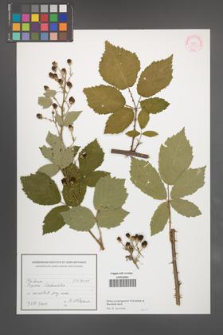 Rubus peripragensis [KOR 55340]
