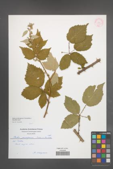 Rubus peripragensis [KOR 55341]