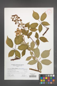 Rubus pericrispatus [KOR 41754]