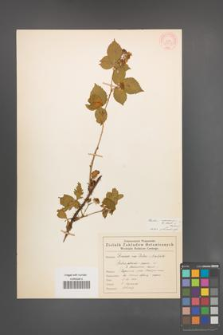 Rubus nessensis [KOR 55345]