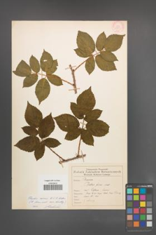 Rubus scissus [KOR 55344]