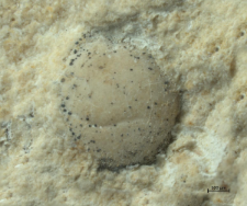 Eodromites bernchrisdomiorum