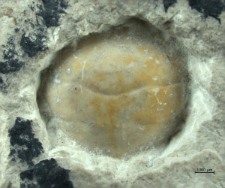 Eodromites bernchrisdomiorum