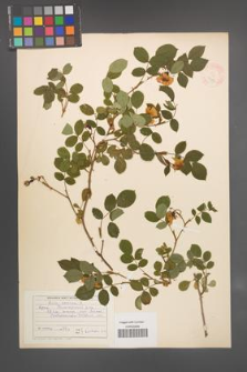 Rosa canina [KOR 17679]